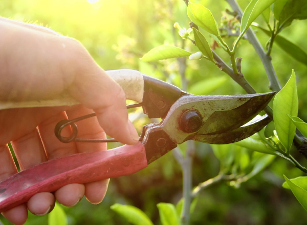 Pruning tips from Edward Grimes Garden Design