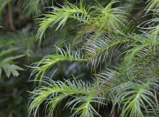 St Leonards, Exeter Garden Design by Plant A Seed - after 3