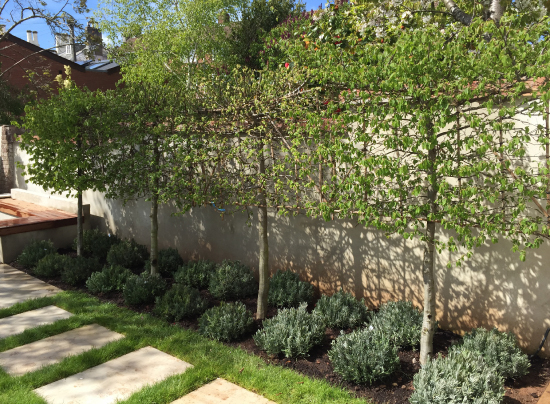 Plant-A-Seed-Garden-Design-St-Leonards-Exeter-Portfolio-update-7