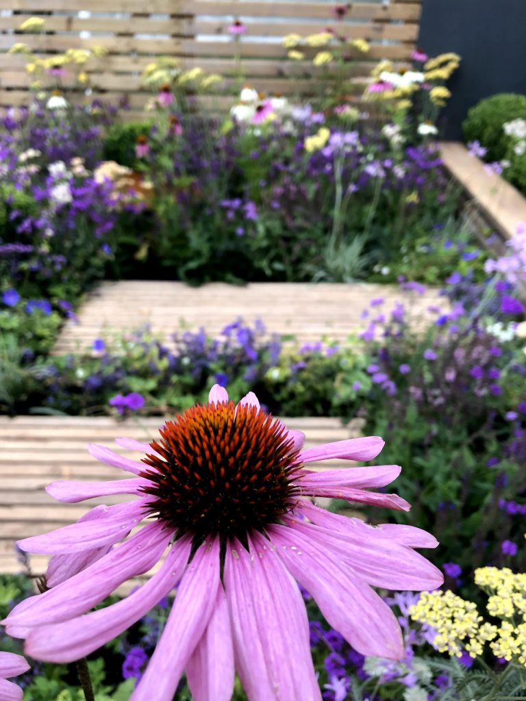 Edward Grimes Garden Design - First Time Buyer Garden Design Taunton Flower Show Flower-min