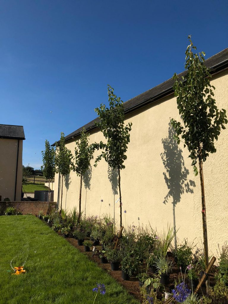 Edward Grimes Garden Designer - Garden in Silverton, Exeter in Devon - Tree plants on side wall