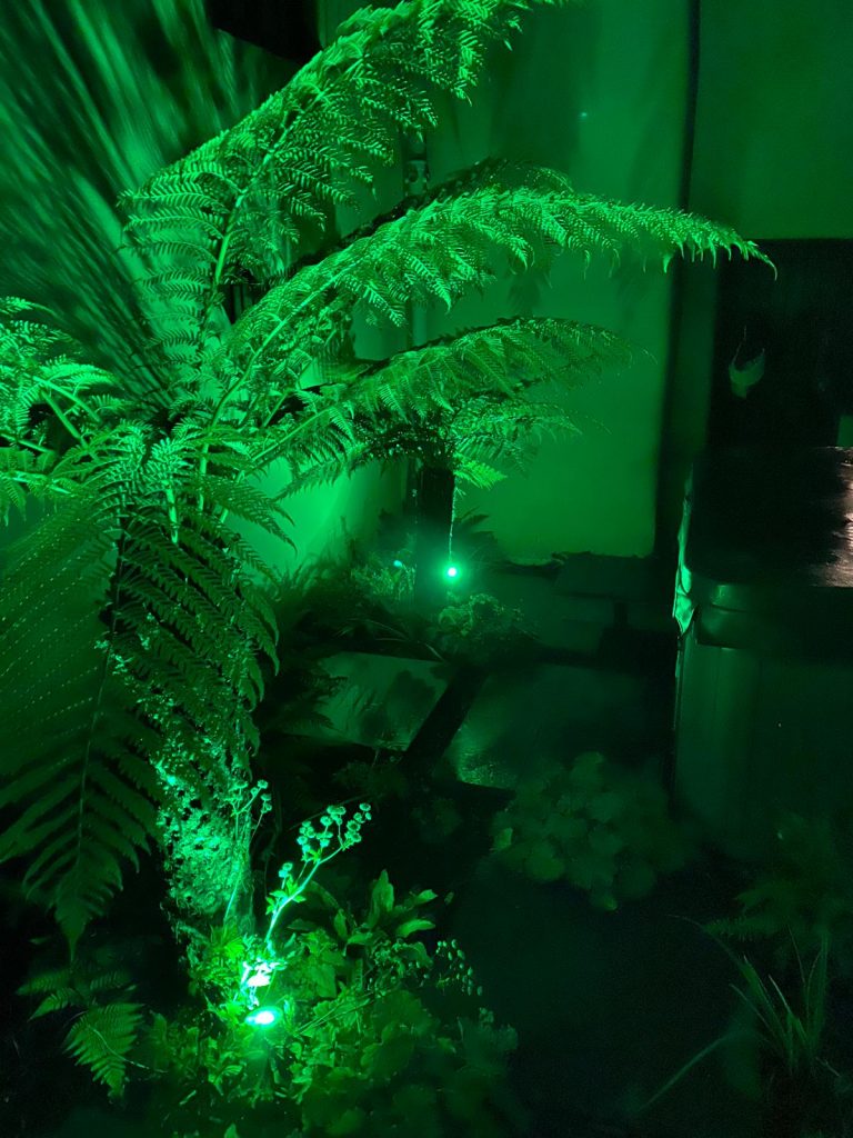 Edward Grimes Garden Designer - Garden in Silverton, Exeter in Devon - night lighting by plant