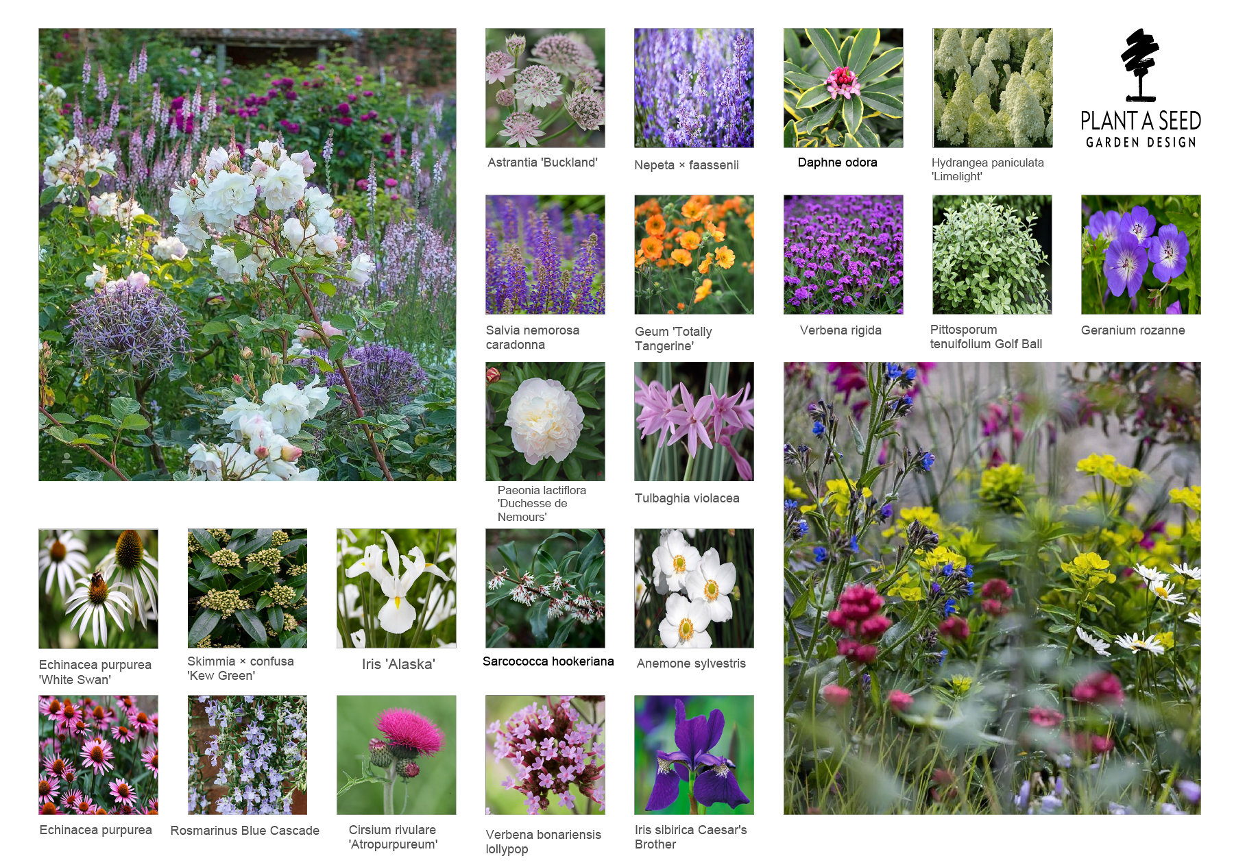 North-Street-Garden-Design-Exeter-Planting-ideas